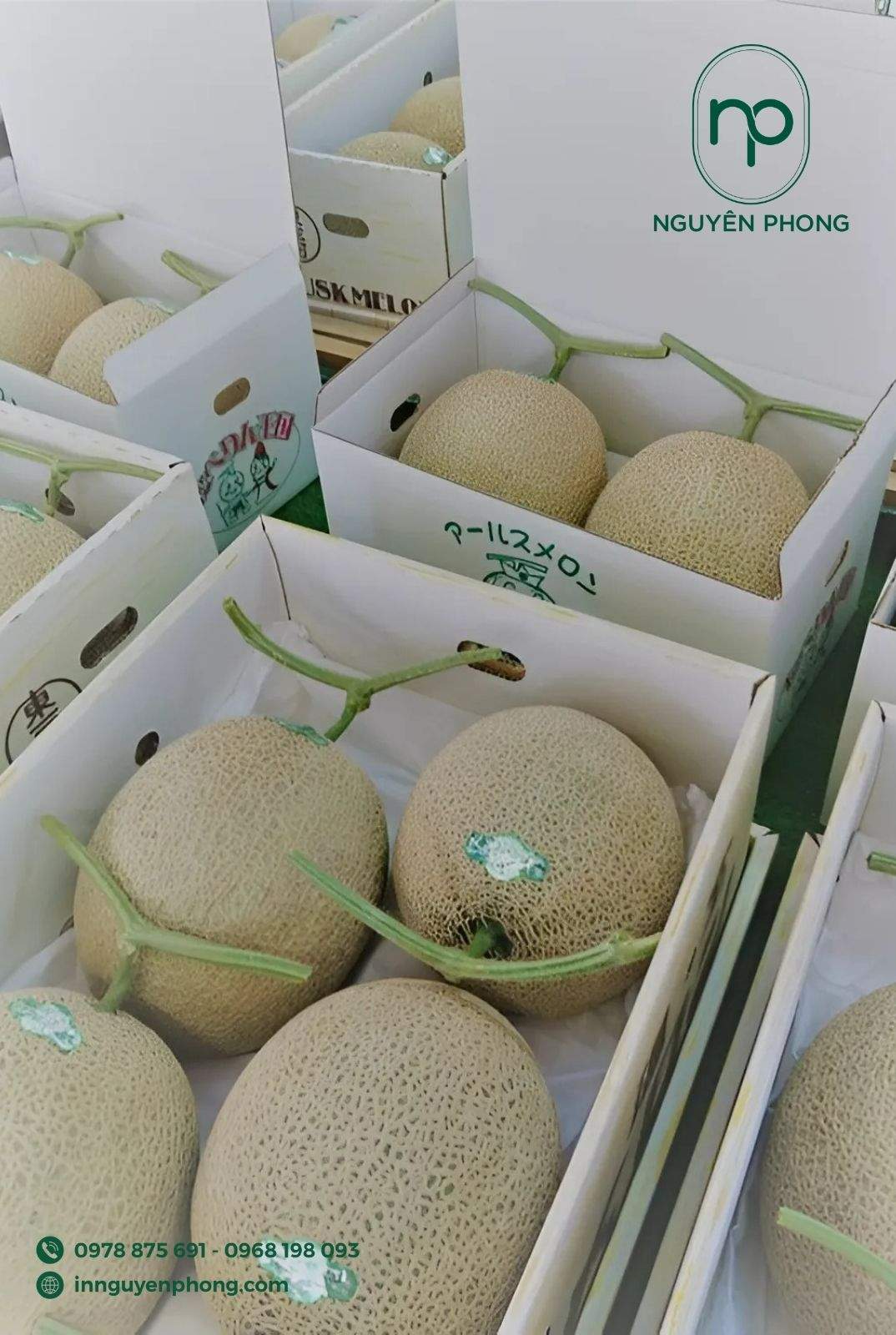 In hộp đựng trái cây nông sản